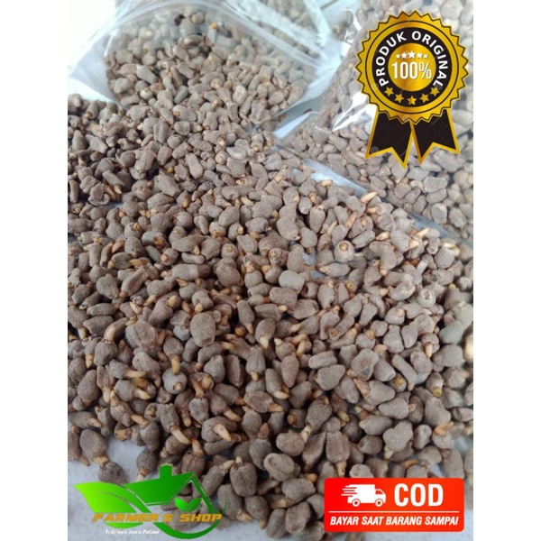 SPORA PORANG F1 TUNAS ORIGINAL 1KG