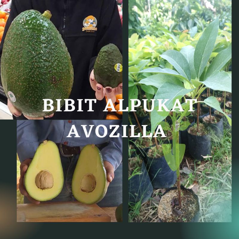 BIBIT ALPUKAT IMPORT AVOZILLA VALID