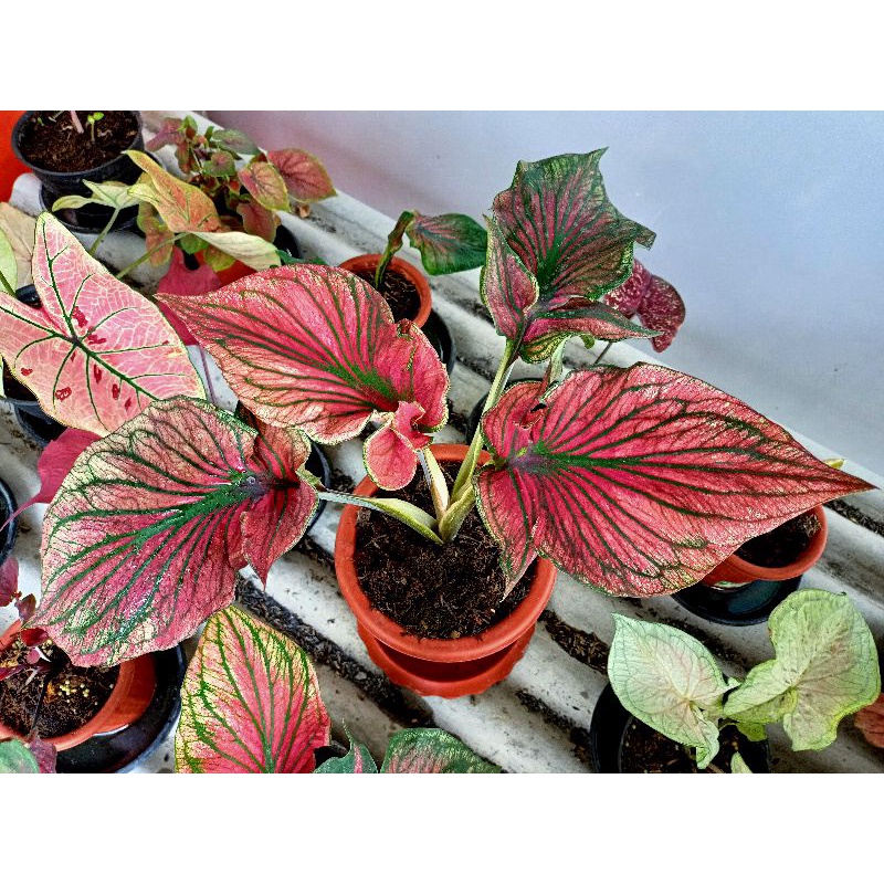 Keladi super red ceria