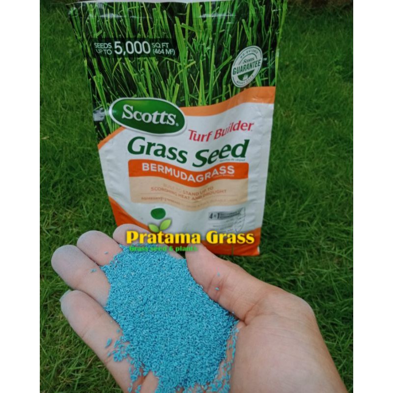 Benih Bibit Rumput Halaman Rumah - Bibit Rumput - Benih Rumput
