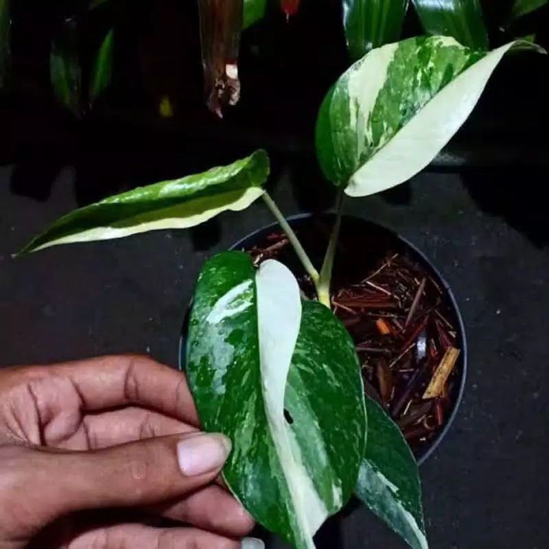 Tanaman Hias Epipremnum Pinatum Variegata