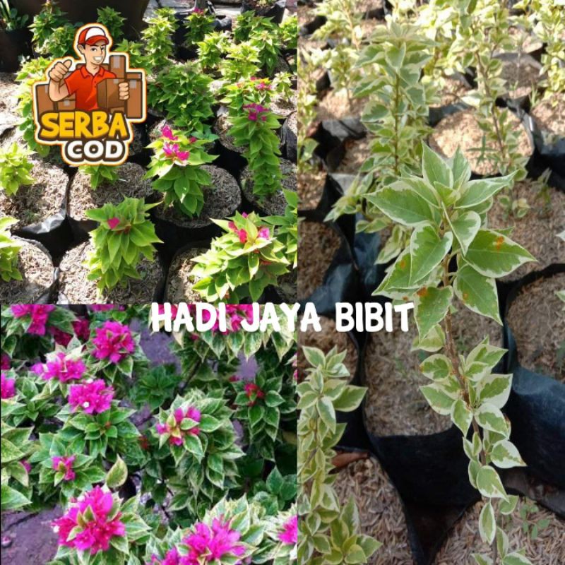 bibit bunga Bougenville Singapura cantik