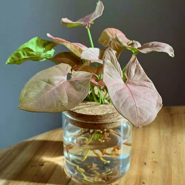 Tanaman hias air yang tahan di dalam ruangan indoor syngonium pink