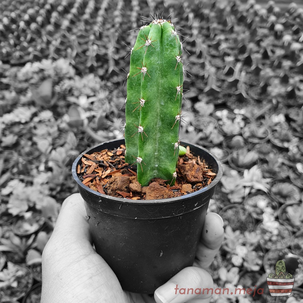 Tanaman Hias Hidup - Kaktus dan Sukulen (Cereus Tetragonus)