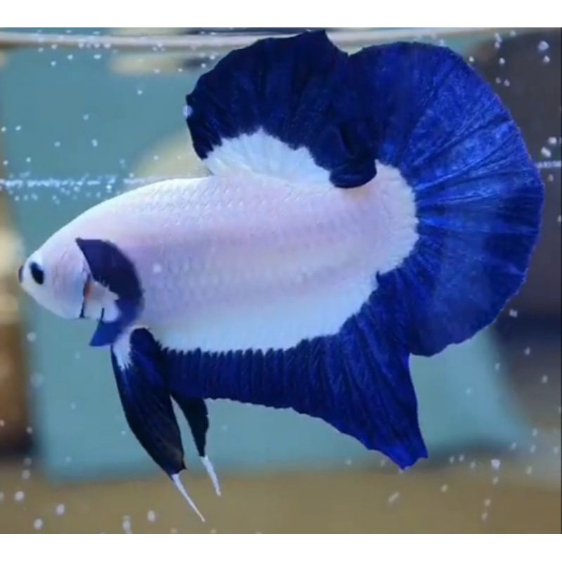 (Vitamin/Herbal) Ikan Cupang Blue Rim Line Bicolor Top Grade Line Thai & Lahir Indo