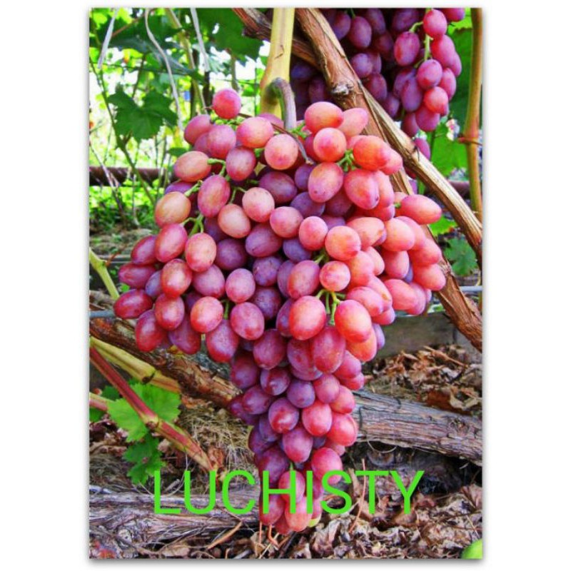 bibit anggur import LUCHISTY tanpa biji