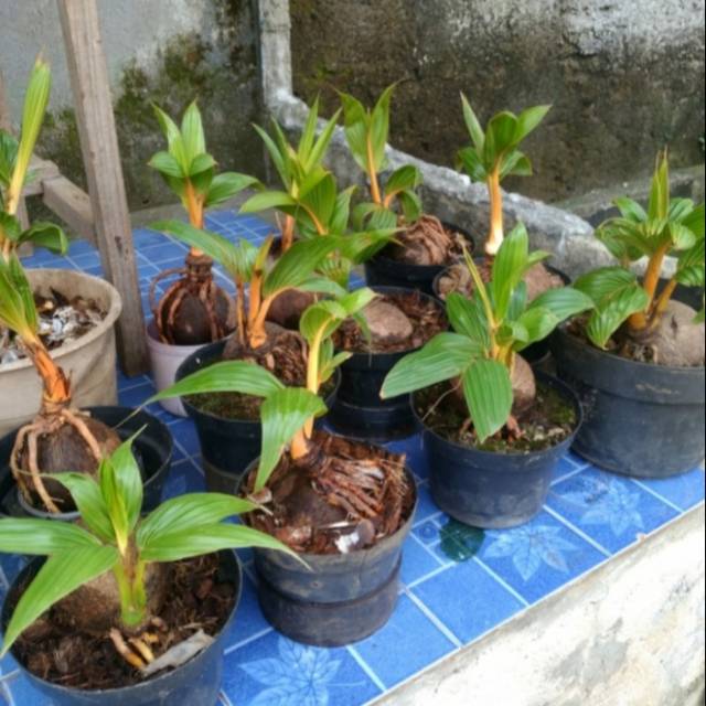 PROMOTANAMAN HIAS KELAPA BONSAY