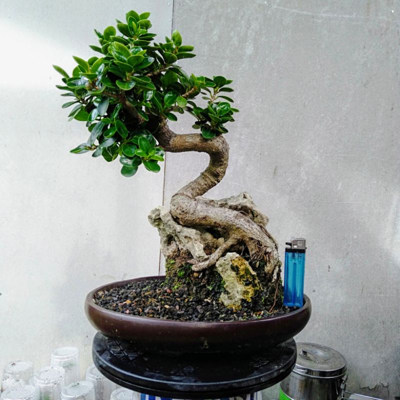 Bonsai Beringin Dollar Mangkok/ Beringin Dolar Mikro Siap Pajang