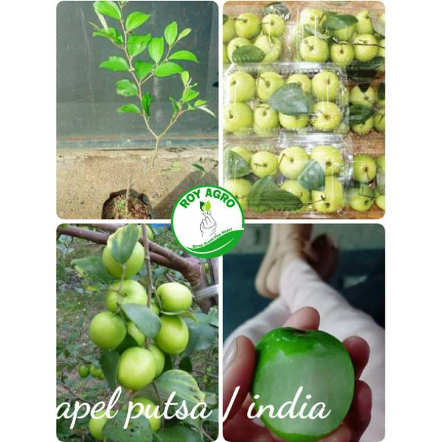Bibit Apel putsa (apel india) apel genjah Dataran rendah bergaransi dan unggul