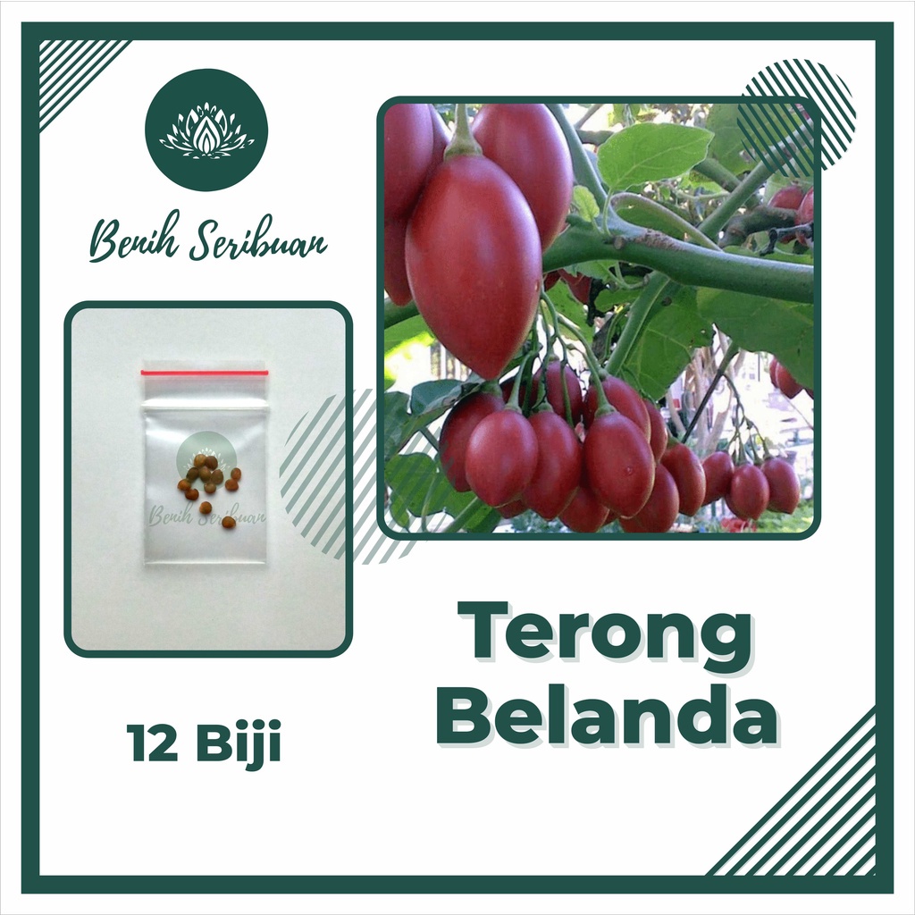 BS-BYL Bibit Sayuran Benih Sayur Buah Hibrida Unggul Buncis Cabe Rawit Bawang Jagung Kacang Lobak Pare Oyong Timun Terong Tomat Wortel dll-TERONG BELANDA