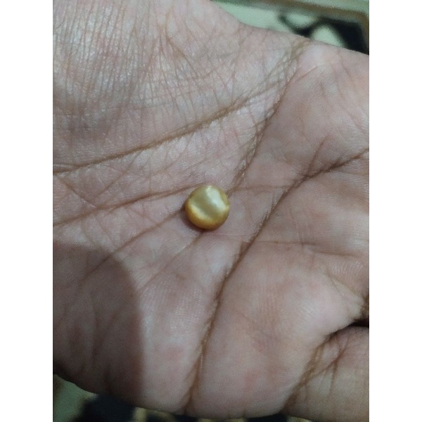 Batu Mustika ikan mas