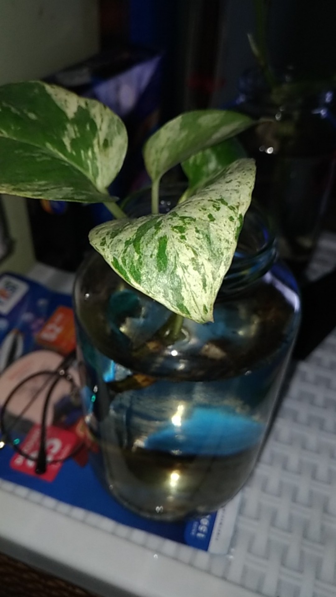 Tanaman Hias Sirih Gading Enjoy - Pohon Sirih Gading Koin - Tanaman Gantung Merambat