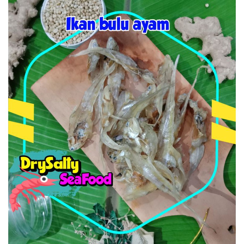 

ikan bulu ayam