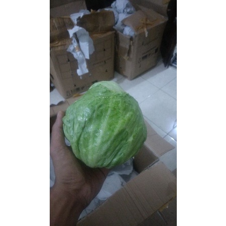 

Lettuce Head 500gr