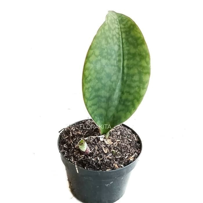 Tanaman Hias Sansevieria Centong - Sansevieria - Sansevieria