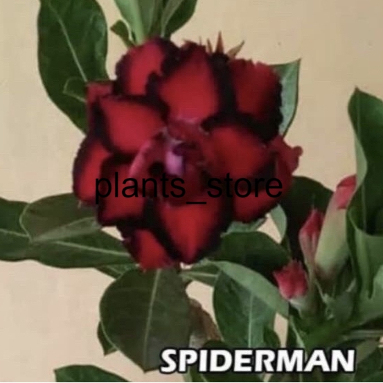 

Bibit Bunga Kamboja Adenium Spiderman plants_store