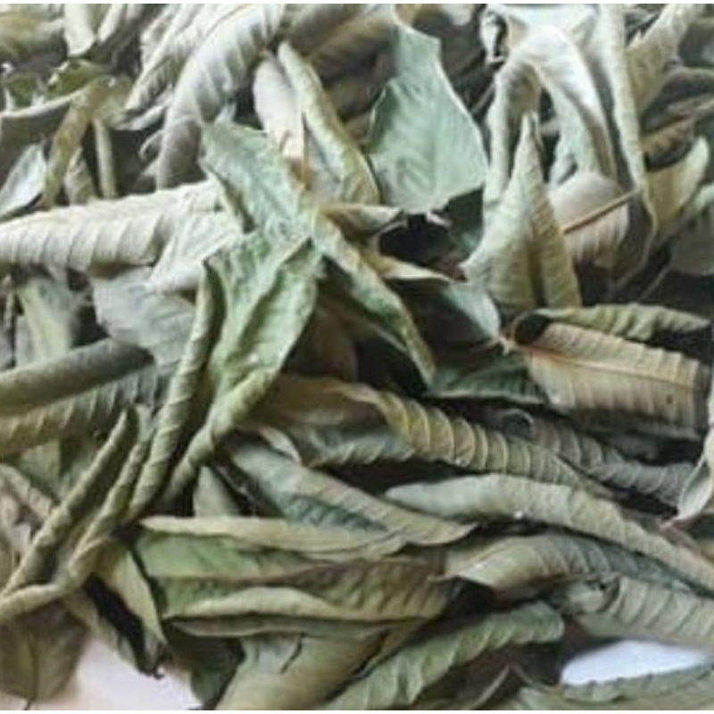 

daun jambu biji kering untuk meredakan gatal