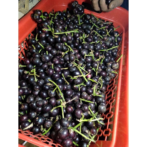 

buah kupa gowok fresh 500 gram