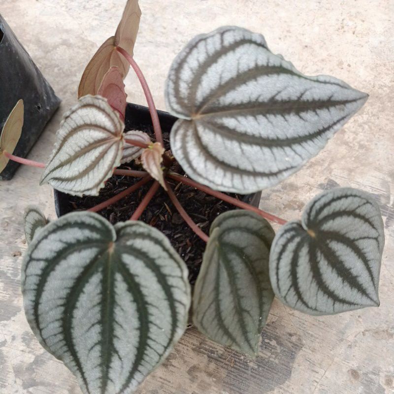 peperomia silver