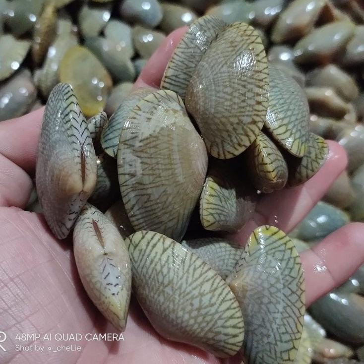 

kerang batik / kijing batik fres hidup 100% halal |WM9HM Promo