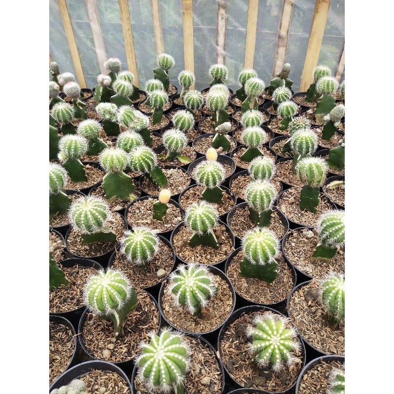 Tanaman hias notocactusbig kaktus hiasan meja indoor outdoor