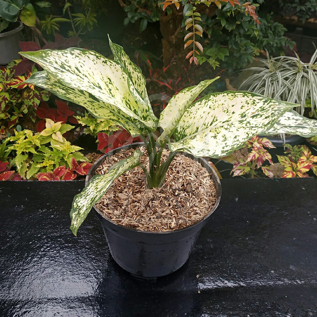 Aglaonema Snow White