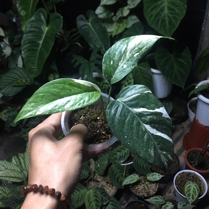 epipremnum variegata