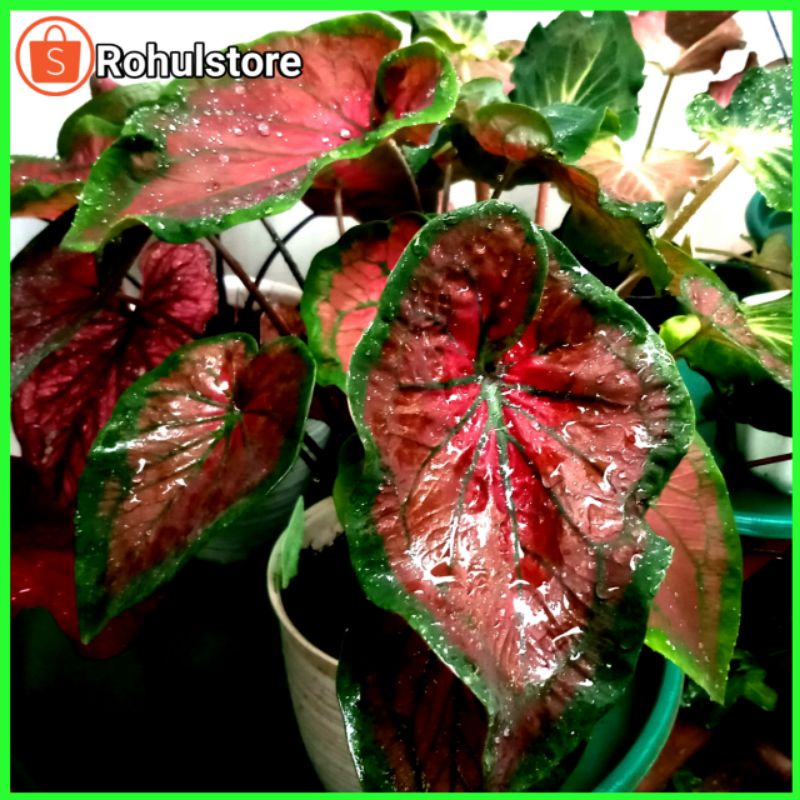 Tambuna Caladium