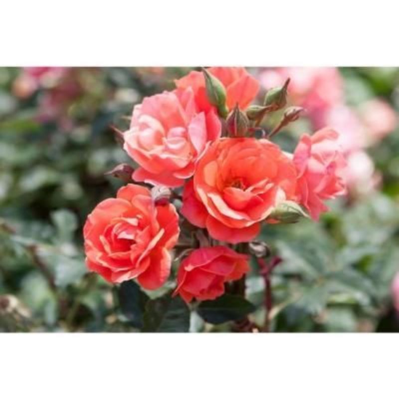 Tanaman Bunga Mawar baby rose warna orange /mawar mini oren- bunga hidup