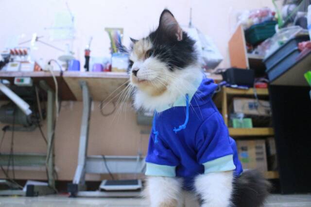 Kaos hoodie full biru list biru laut untuk kucing dan anjing size S M L XL