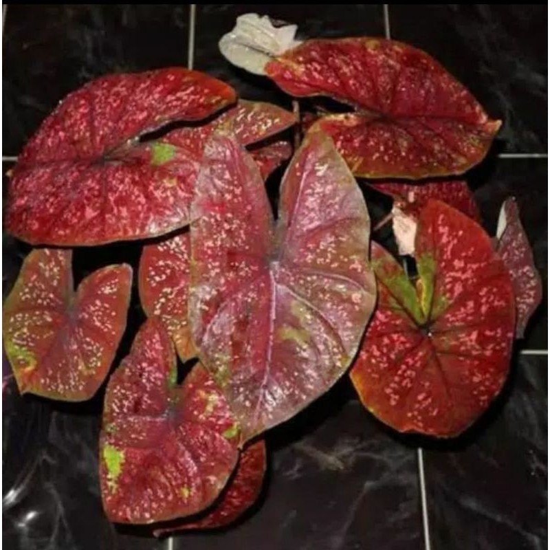 Size Anakan Caladium Deep of Heart / DOH (Tanpa Pot)