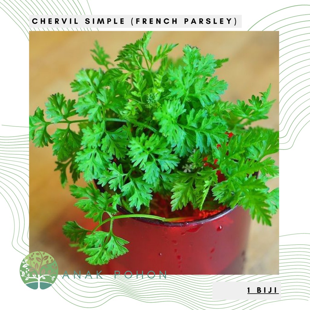 Benih Bibit Biji - Chervil Simple French Parsley Herb Seeds - IMPORT