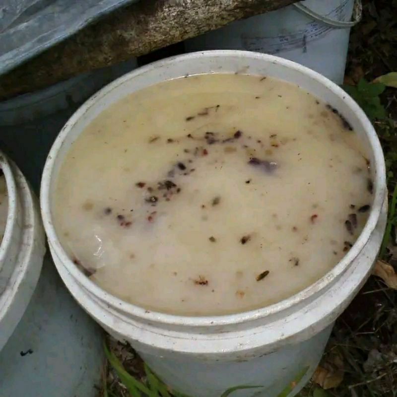 Getah Pinus / Resin Sarang Klanceng Super 1kg