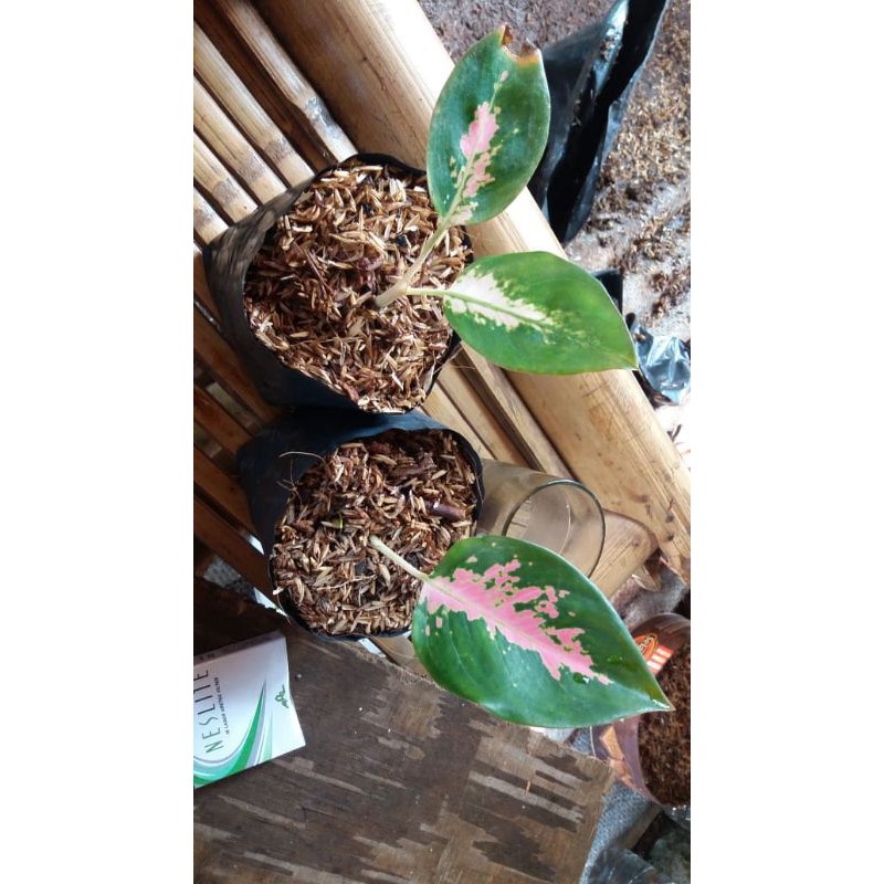 tanaman hias aglonema  red khocin-aglonema red khocin