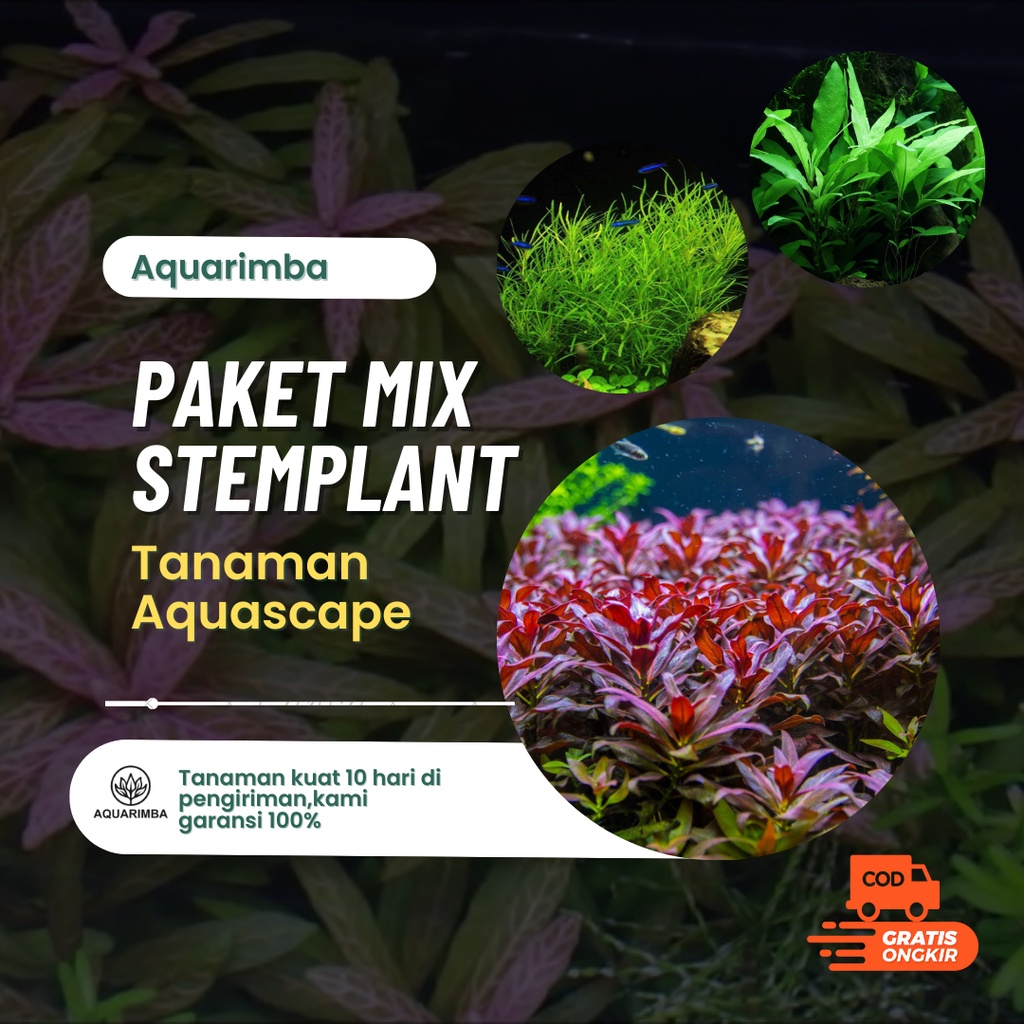 Paket Tanaman Aquascape 100 batang mix