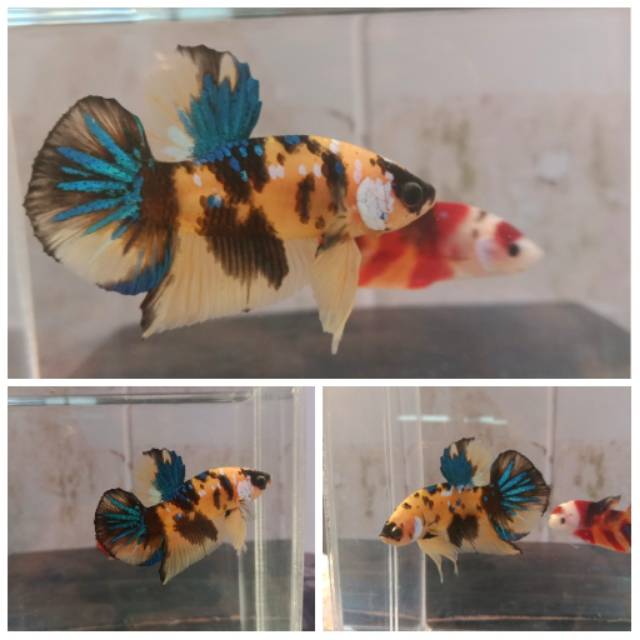 Cupang yellow galaxy