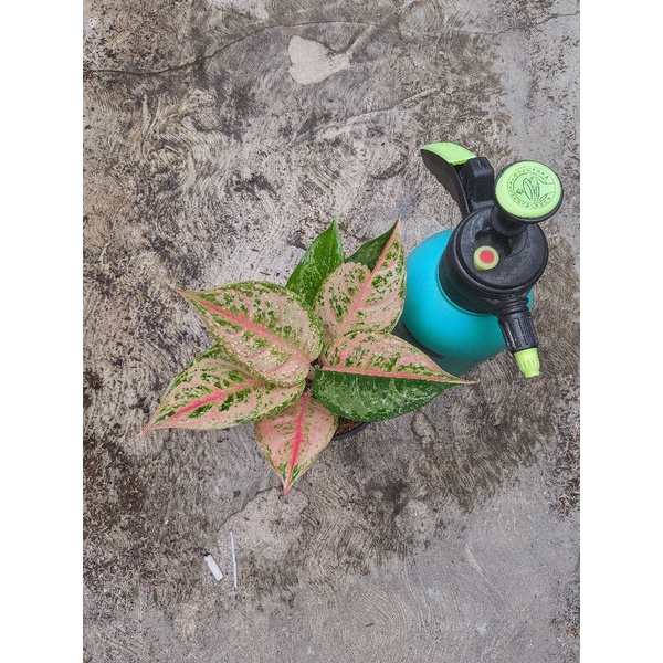 AGLONEMA LOD JUMBO | TANAMAN HIAS AGLONEMA LOD