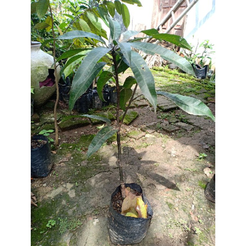 Bibit mangga Agrimania cangkok sambung susu cepat berbuah