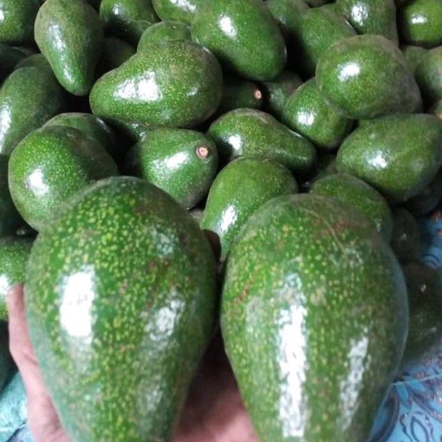 

buah alpukat mentega super 1kg