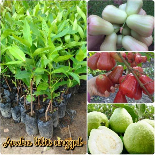 PAKET 3 BIBIT BUAH JAMBU MADU DELI MERAH - BIBIT JAMBU MADU DELI HIJAU - BIBIT JAMBU KRISTAL