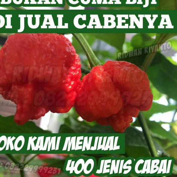 

Terlaris Buah Cabai TRINIDAD SCORPIO RED ini buah cabenya .,.
