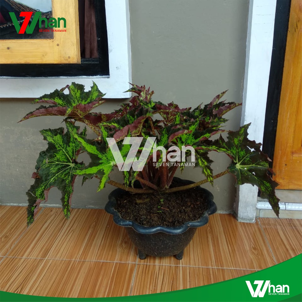 BEGONIA BINTANG DEWASA WHAN7 TANAMAN