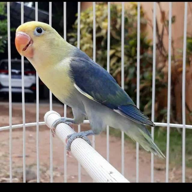 johanlim88