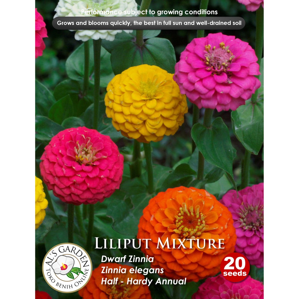 Benih Bunga Zinnia Liliput Pompon Mixed Shopee Indonesia