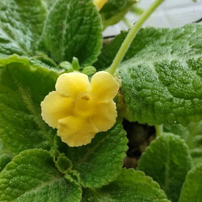 tanaman gantung Episcia monet / episcia bunga kuning