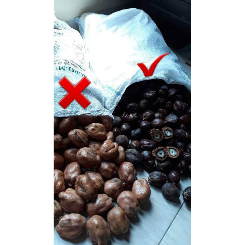 

buah zurriyat asli madinah(warnah hitam)