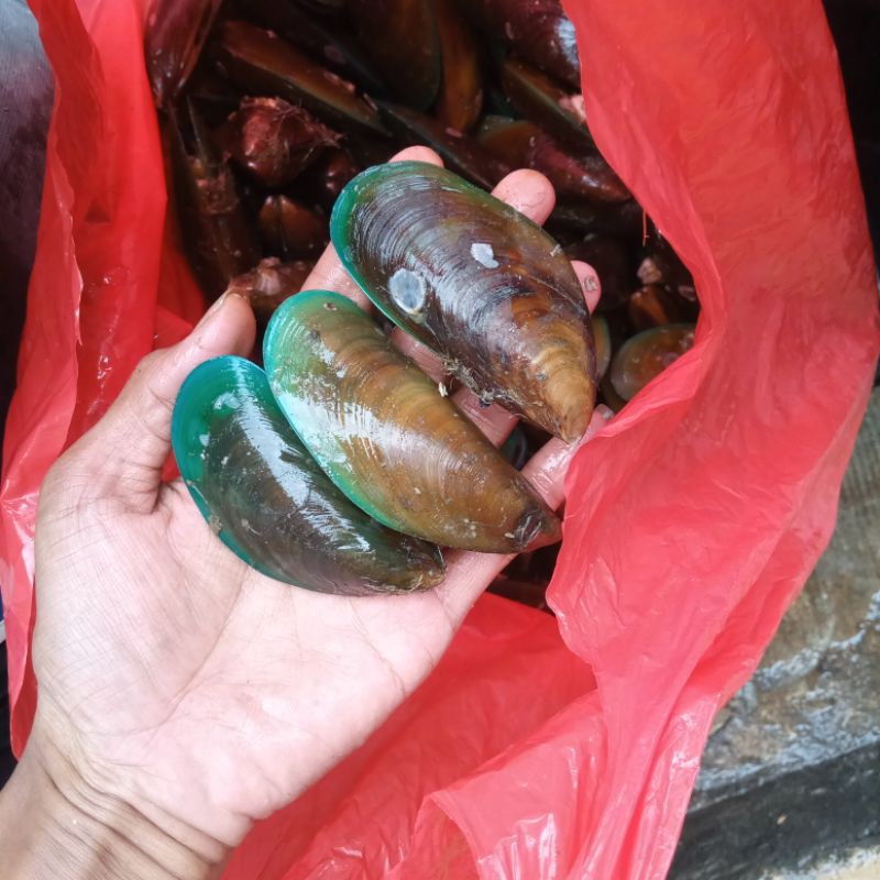 

Kerang Hijau Kerang Ijo Segar Seafood Hasil Laut Segar 1 Kg