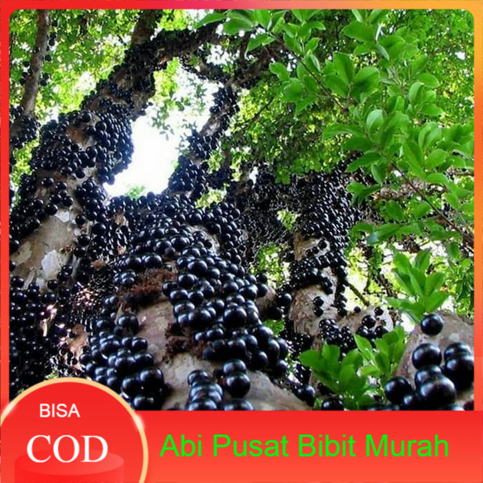 Bibit Buah Anggur Brazil / Brasil / preco /anggur pohon tinggi 1 meter lebih siap berbuah(beli2bonus