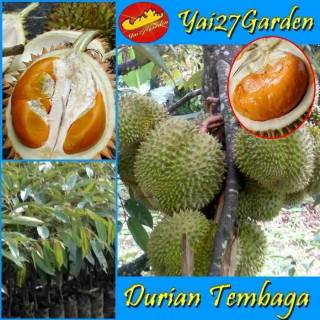 Unduh 810 Gambar Durian Tembaga Keren 