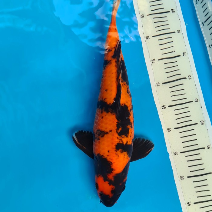 KOI hiutsuri jumbo tosai shinoda koi